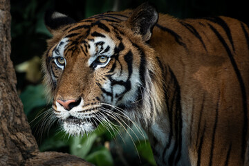 The tiger stands to look at something with interest.