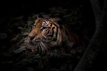 Tigers hide in the forest waiting for their prey.