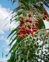 Red betel fruit or betel nut or MacArthur Palm