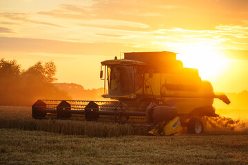 Combine harvester harvests ripe wheat. Ripe ears of gold field on the sunset cloudy orange sky...