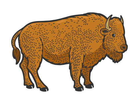 Buffalo bison animal color sketch engraving raster illustration. T-shirt apparel print design. Scratch board imitation. Black and white hand drawn image.