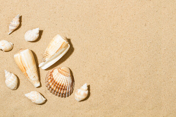 Fototapeta na wymiar Muchas conchas marinas diferentes en la costa del mar sobre un fondo de arena fina y dorada. Vista superior y de cerca. Copy space