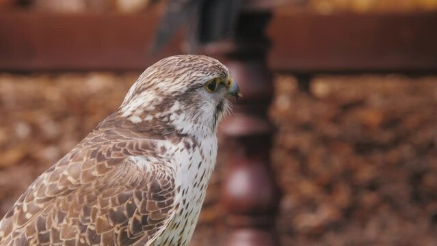 War bird falcon, eagle head portrait, trained flying animals close-up. Medieval festival.
