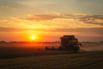 Combine harvester harvests ripe wheat. Ripe ears of gold field on the sunset cloudy orange sky...