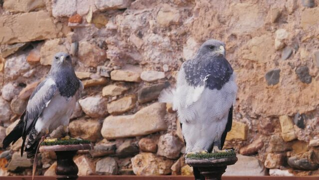 War bird falcon, eagle head portrait, trained flying animals close-up. Medieval festival.