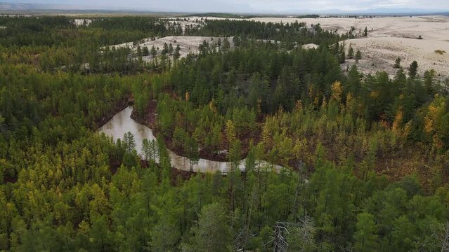Chara Sands is a tract, which is a sandy massif in the Trans-Baikal Territory. Russia. Drone view. The desert is surrounded by larch taiga and swamps.
