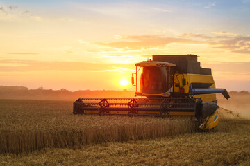 Combine harvester harvests ripe wheat. Ripe ears of gold field on the sunset cloudy orange sky background. . Concept of a rich harvest. Agriculture image