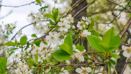 White apple or cherry flowers in springtime. Background with blooming flowers in spring day.