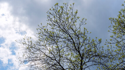 Fototapeta na wymiar Young vibrant green leaves on stormy sky background. The first spring tender leaves, buds and branches.