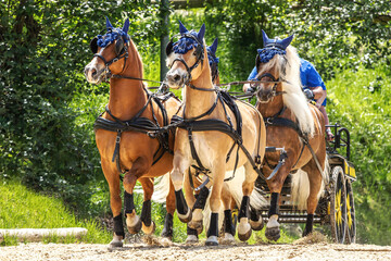 Horse driving competition: Portrait of a team of four haflinger draft horses pulling a horse...