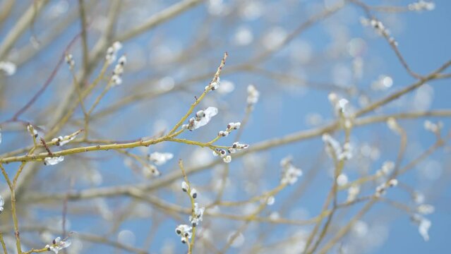 Beautiful spring moment in nature. Fluffy willow buds ice covered against light blue sky. Bokeh.