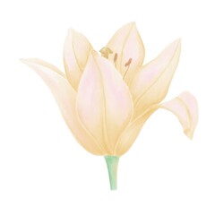 Yellow lily flower bud, watercolor illustration on white background