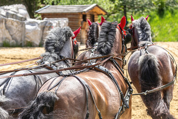 Horse driving competition: Portrait of a team of four brabanter draft horses pulling a horse...
