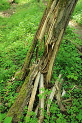 Auch Totholz ist Leben, alter vermoderter Baumstamm