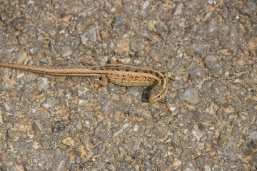 Eidechse kriecht über einen Feldweg