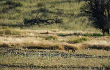 Black-backed Jackal calling for its mate, Kgalagadi, South Africa