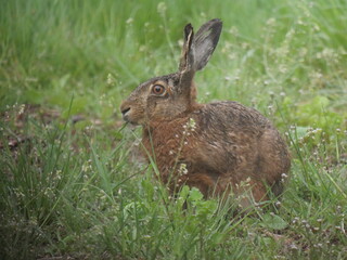 an adult hare close up