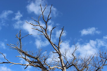 Árboles de la montaña de Salamanca (España)