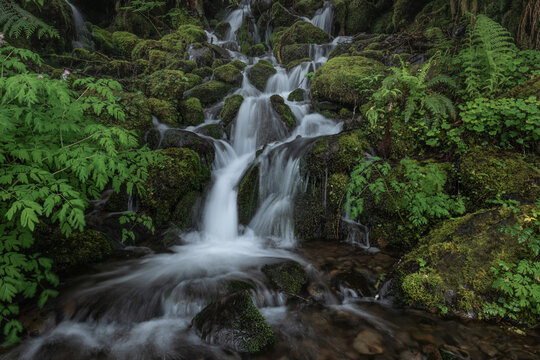 Tranquil purity with fresh flowing cascading waterfall through lush green mossy environment of Olympic National Park, Washington State