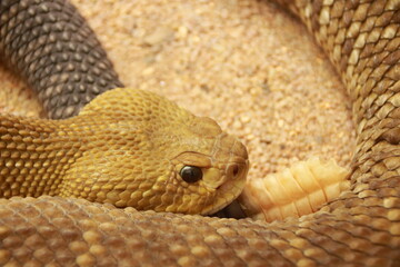 Kopf und Schwanz von einer Klapperschlange