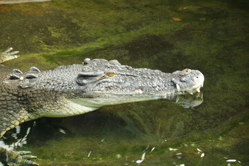 Kopf eines Krokodils von der Seite aus fotografiert