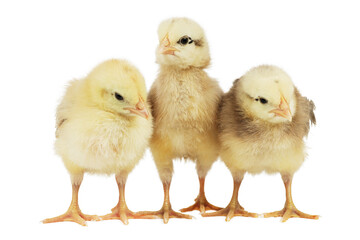 Yellow chick on a white background. Three furry friends.