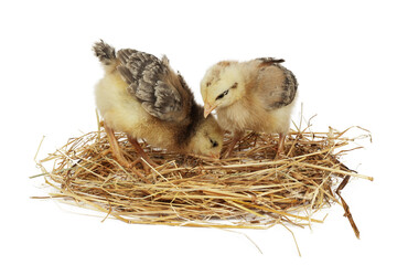 Two chickens in a nest cut out on a white background. Young poultry. - obrazy, fototapety, plakaty