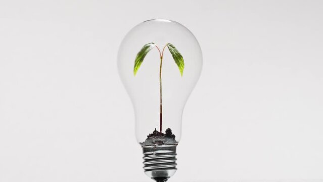 Light bulb with green plant sprout inside