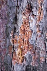 pine tree brown bark texture with green moss