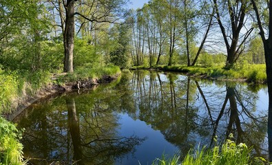 POROŚNIĘTY DRZEWAMI BRZEG RZEKI