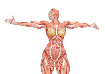 female bodybuilder is showing the muscles with the arms wide open white background