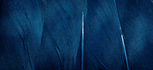 blue hawk feathers with visible detail. background or texture