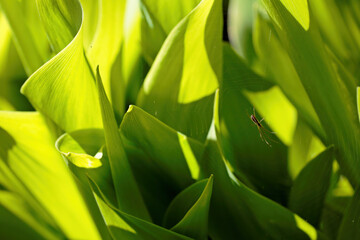 Obraz premium A small spider hanging on its web