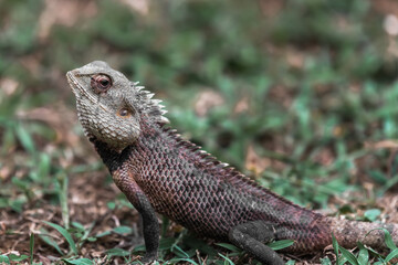A large iguana in the grass