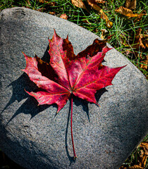 red maple leaf