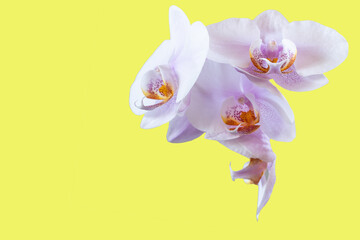 White with lilac orchid flowers in a ceramic vase closeup isolated on yellow background as postcard with copy space for text and as mockup.