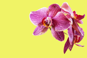 Red pink orchid flowers closeup isolated on yellow background as postcard with copy space for text and as mockup.