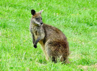 Kangaroo, Edinburgh Zoo
