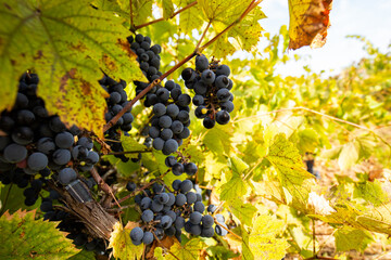 grapes on vine