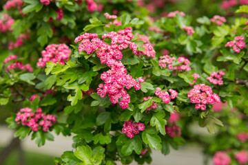 pink flowers in the garden