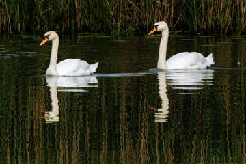 Knobbelzwaan - Mute swan