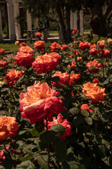 Roses flower bed blooming in the garden. Closeup view of Rosa Christophe Colomb green leaves and orange flowers, blooming in the park in spring.