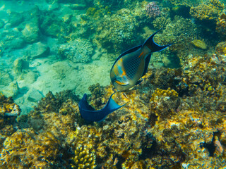 Large, beautiful surgeonfish swim in the clear, blue water of the Red Sea in Egypt and eat coral...