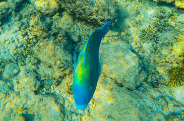 Fototapeta na wymiar Large, beautiful parrotfish swim in the clear, blue water of the Red Sea in Egypt. The sun's rays illuminate the sandy bottom and beautiful fish.