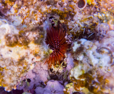 Heterocentrotus mamillatus, commonly known as the slate pencil urchin, red slate pencil urchin, or red pencil urchin hiding in a reef at the bottom of the Red Sea in Egypt.