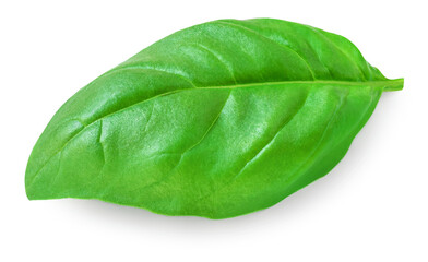 Basil isolated. Fresh green  basil leaf on white background, close up..