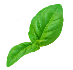 Basil isolated. Fresh green  basil leaf on white background, close up..
