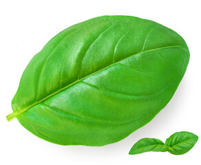 Obraz premium Fresh basil leaf isolated on white background, close up. Basil herb Top view. Flat lay.