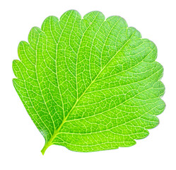 Strawberry leaf isolated on white background. Fresh green fruit  leaf closeup.