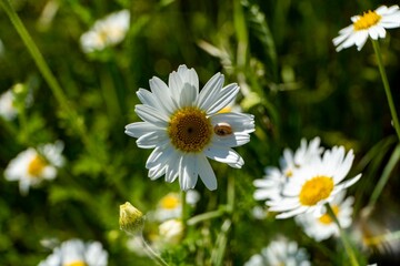 Beautiful daisy with a small snail on the leaf